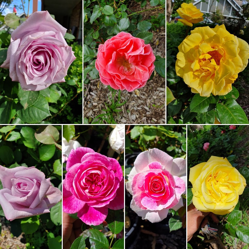 Roses Victoria | 41 Edward St, Donvale VIC 3111, Australia | Phone: (03) 9847 7764
