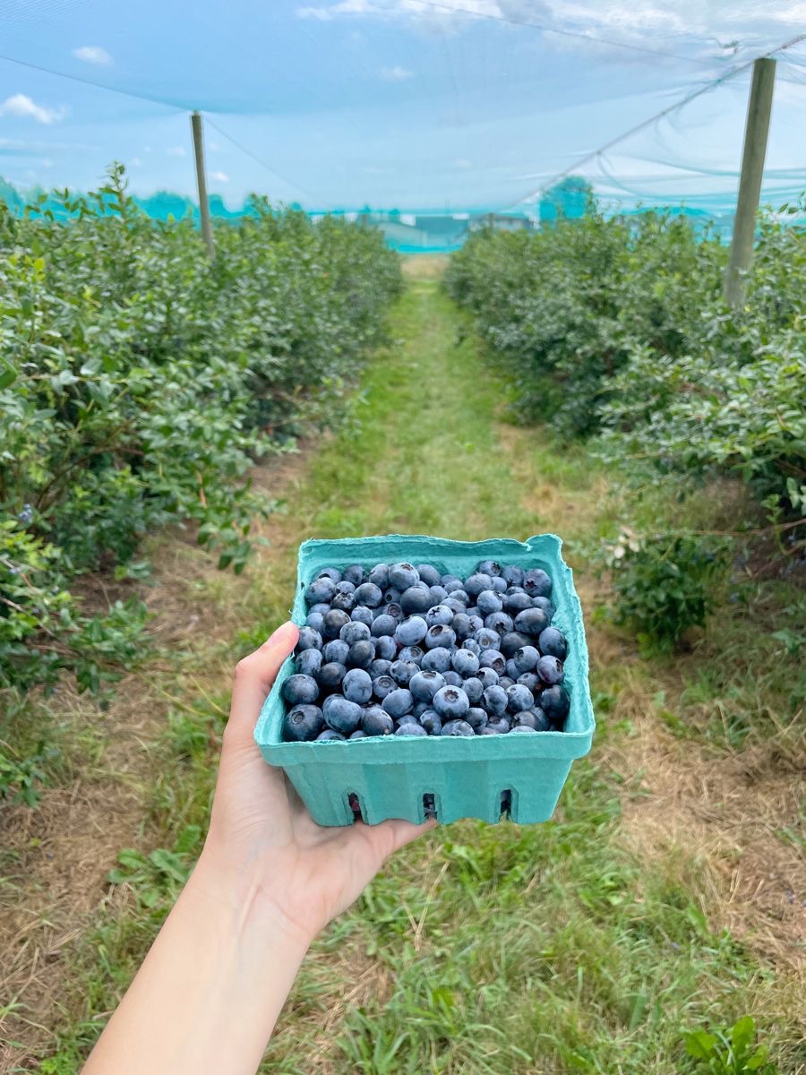 Valla berries Pyt LTD | 95 Buxton Ave, Buxton NSW 2571, Australia | Phone: (02) 5550 4321