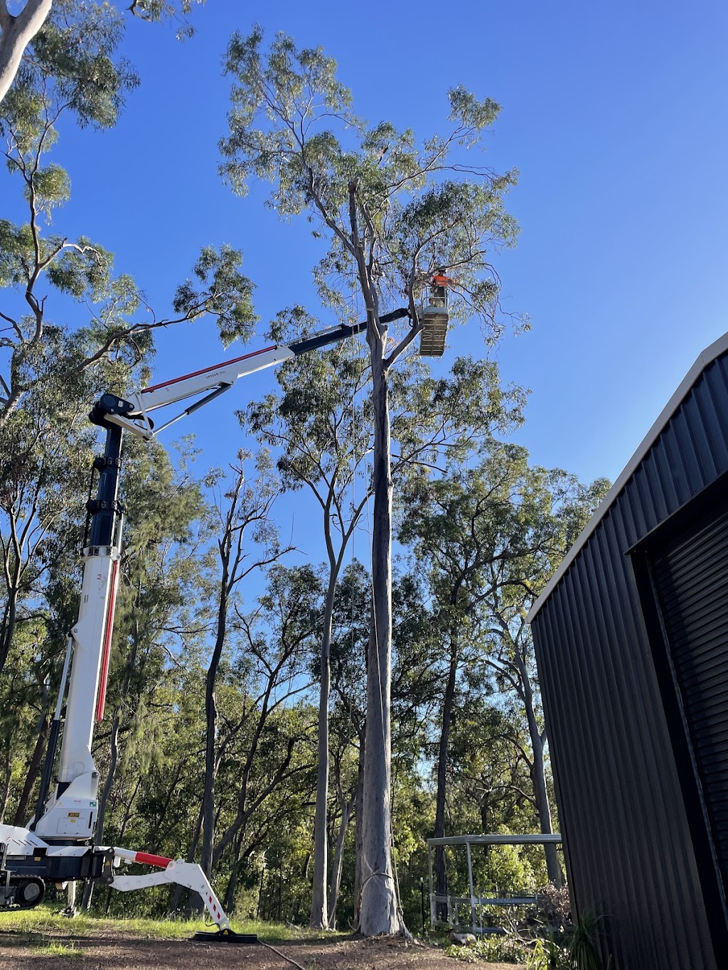 Arborsafe Tree Services Mount Tamborine | Mt Vista Pl, Tamborine QLD 4270, Australia | Phone: 0418 197 006