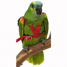 Parrot Supplies Australia | pet store | 2/5 Westerway St, Slacks Creek QLD 4127, Australia | 0732085610 OR +61 7 3208 5610