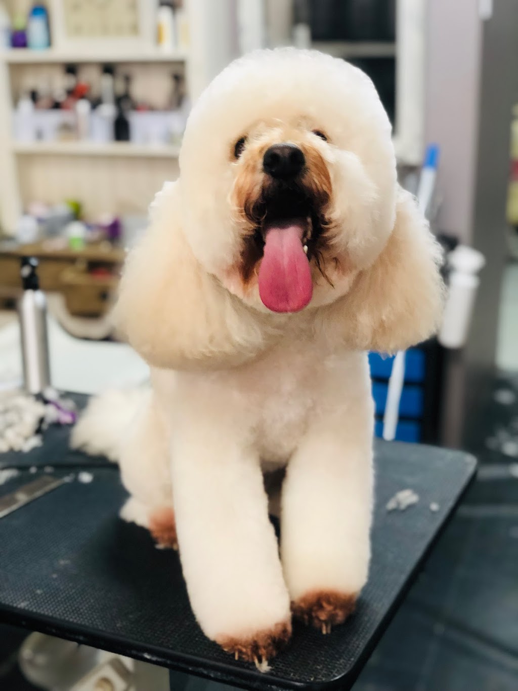 Shear Elegance Pet Styling | Shop 4/8 Harwood St, Seven Hills NSW 2147, Australia | Phone: 0406 279 432