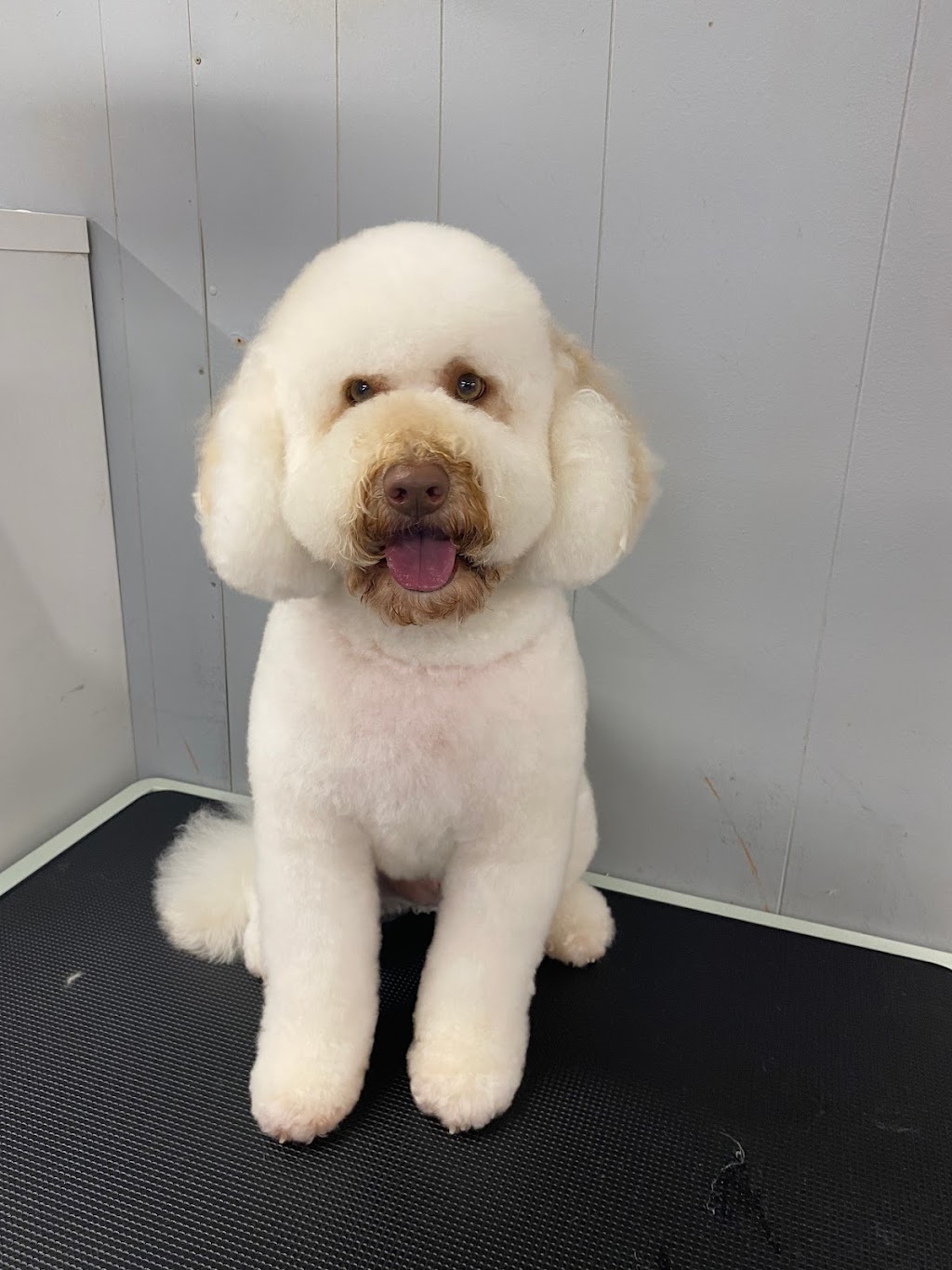 Perfect Paws Dog Grooming | 194 Cattai Ridge Rd, Maraylya NSW 2765, Australia | Phone: 0481 263 864