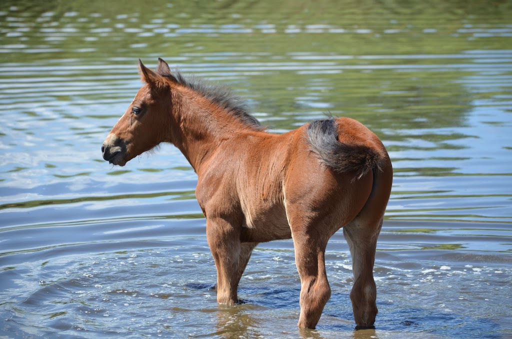 Grassbrook Walers | 191 Moys Ln, Rushes Creek NSW 2346, Australia | Phone: 0408 527 005