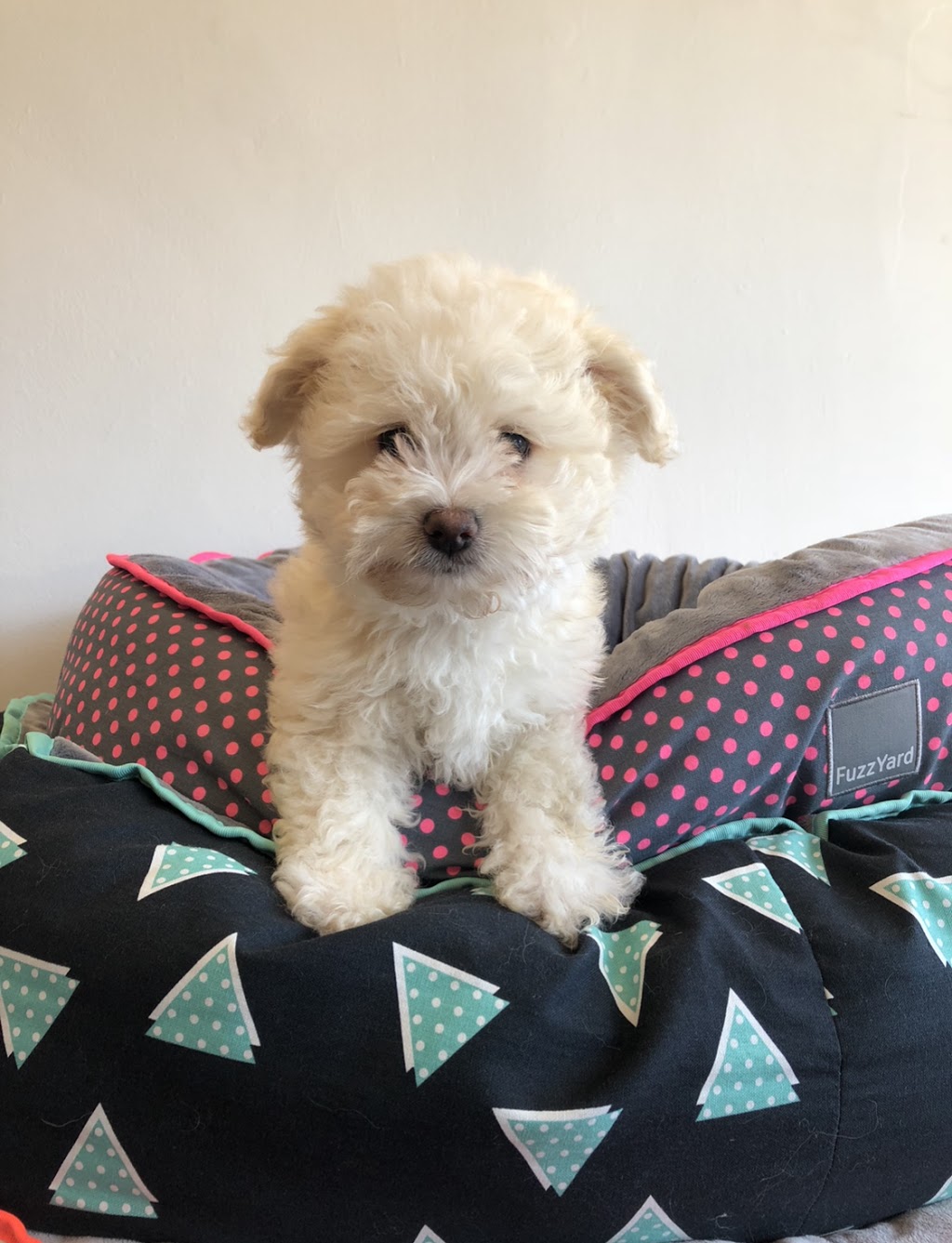 Boutique Paws | 94 Glen Osmond Rd, Parkside SA 5063, Australia | Phone: 1300 697 297