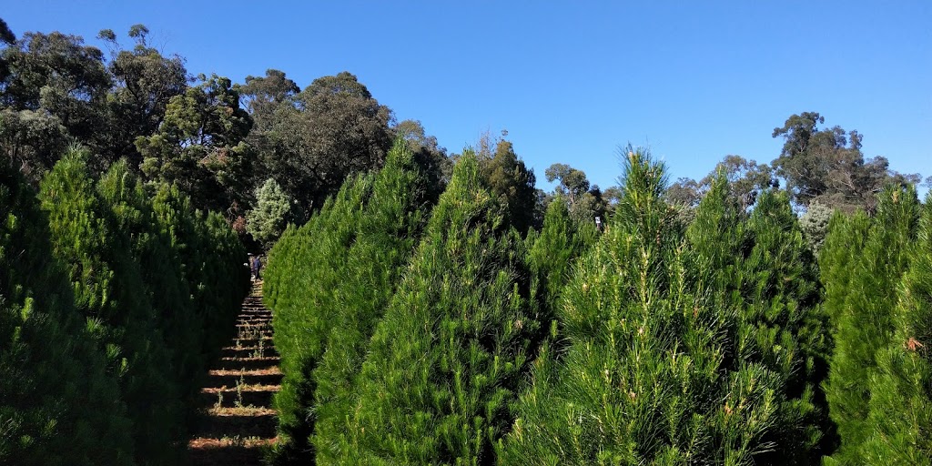Montrose Christmas Tree Farm |  | 15 Moore Ave, Montrose VIC 3765, Australia | 0419537374 OR +61 419 537 374