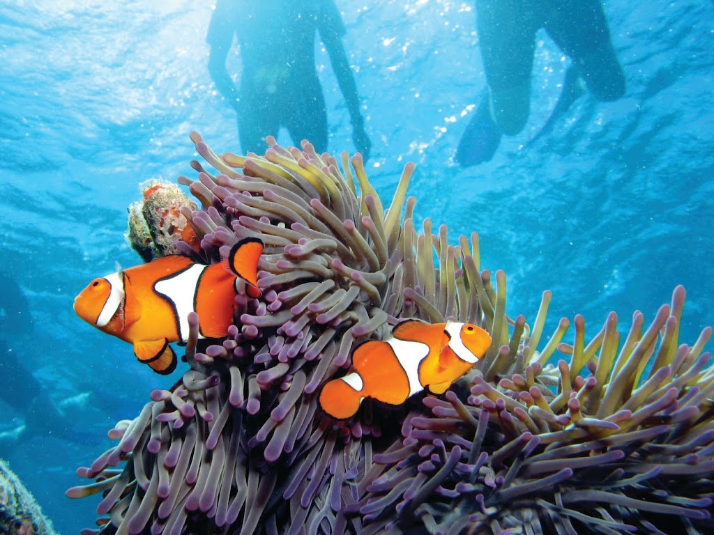 Calypso Reef Charters | travel agency | 44 Wharf St, Port Douglas QLD 4877, Australia | 0740996999 OR +61 7 4099 6999