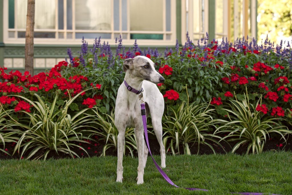 Four Foot Fotos Dog Photography, Ballarat |  | 1023 Havelock St, Ballarat North VIC 3350, Australia | 0423311839 OR +61 423 311 839