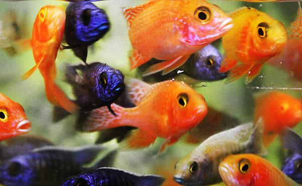 Aquarium Fish Paradise | pet store | 466 Payneham Rd, Glynde SA 5070, Australia | 0883365062 OR +61 8 8336 5062