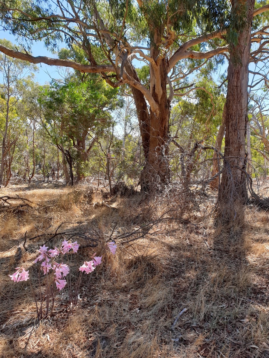 Black Hill Reserve | Unnamed Road, Kyneton VIC 3444, Australia