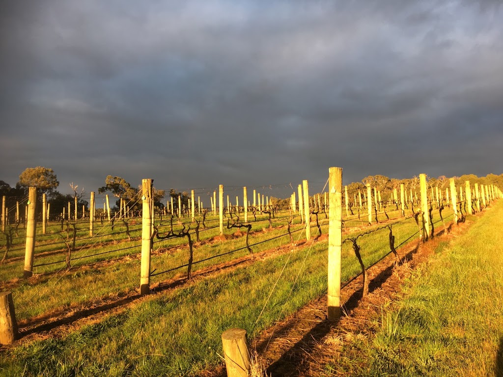 Willow Creek Vineyard | store | 166 Balnarring Rd, Merricks North VIC 3926, Australia | 0359312501 OR +61 3 5931 2501