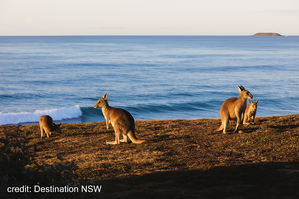 Salastraf - Exclusive Beachfront Accommodation | 4 First Ave, Arrawarra Headland NSW 2456, Australia | Phone: (02) 6654 1148