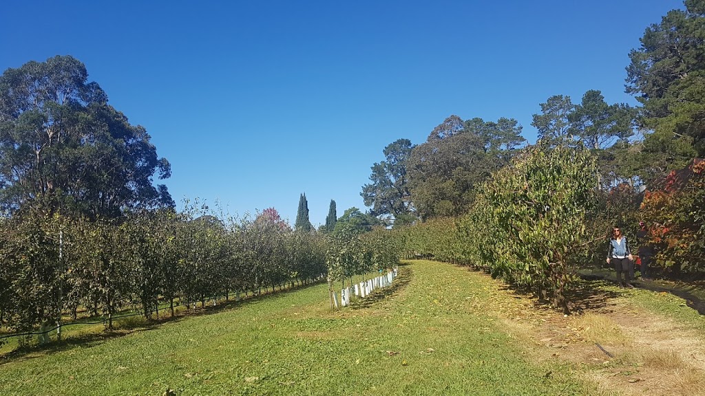 Bilpin Springs Orchard | 2550 Bells Line of Rd, Bilpin NSW 2758, Australia | Phone: (02) 4567 1294