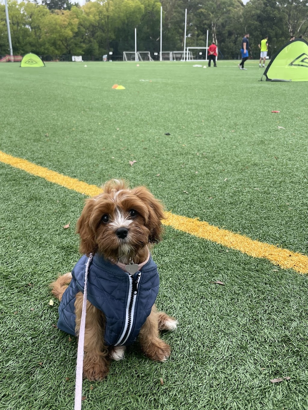 Oodle Life | 11A Benwerrin Cres, Grasmere NSW 2570, Australia | Phone: 0488 667 988