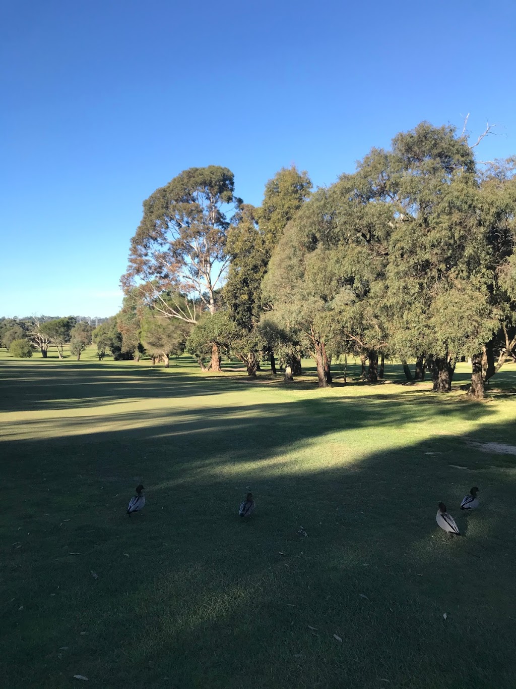 Churchill Park Golf Club | 113 Churchill Park Dr, Endeavour Hills VIC 3802, Australia | Phone: (03) 9700 4494