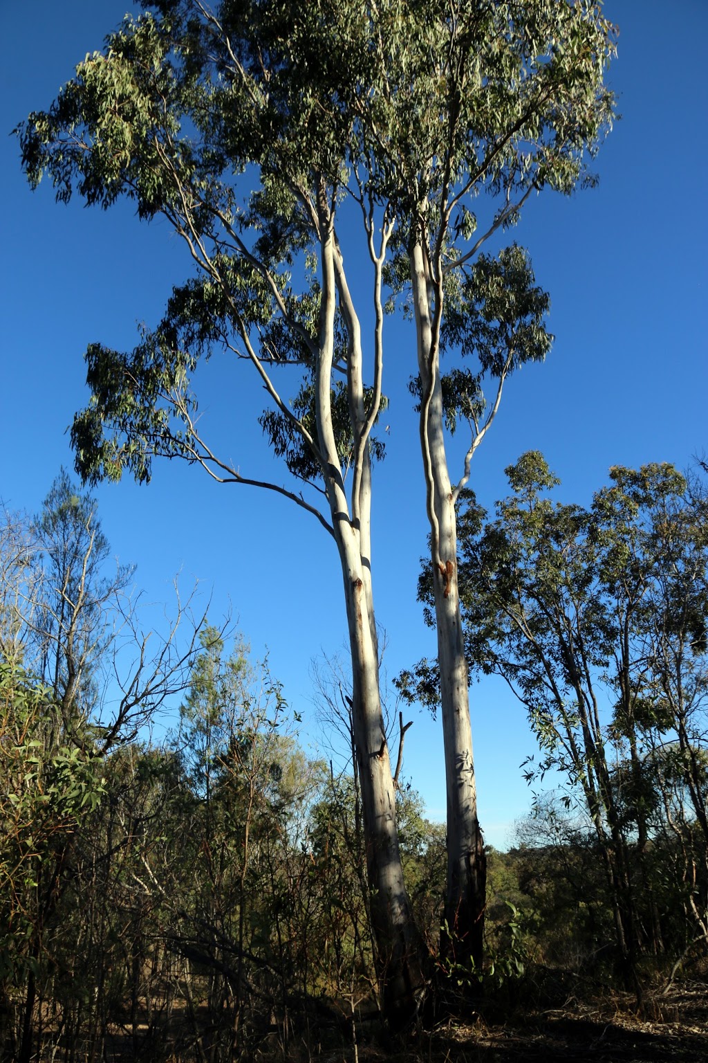 Karawatha Forest | park | Illaweena St, Drewvale QLD 4116, Australia