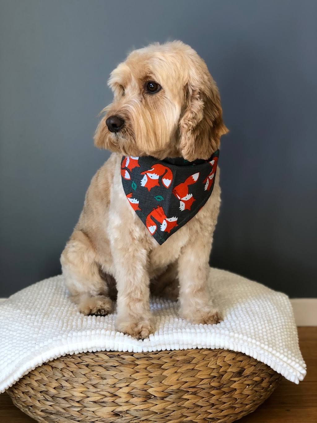 The Dapper Dog Grooming and Spa | pet store | 10 Courtney Square, Wantirna VIC 3152, Australia | 0431222161 OR +61 431 222 161