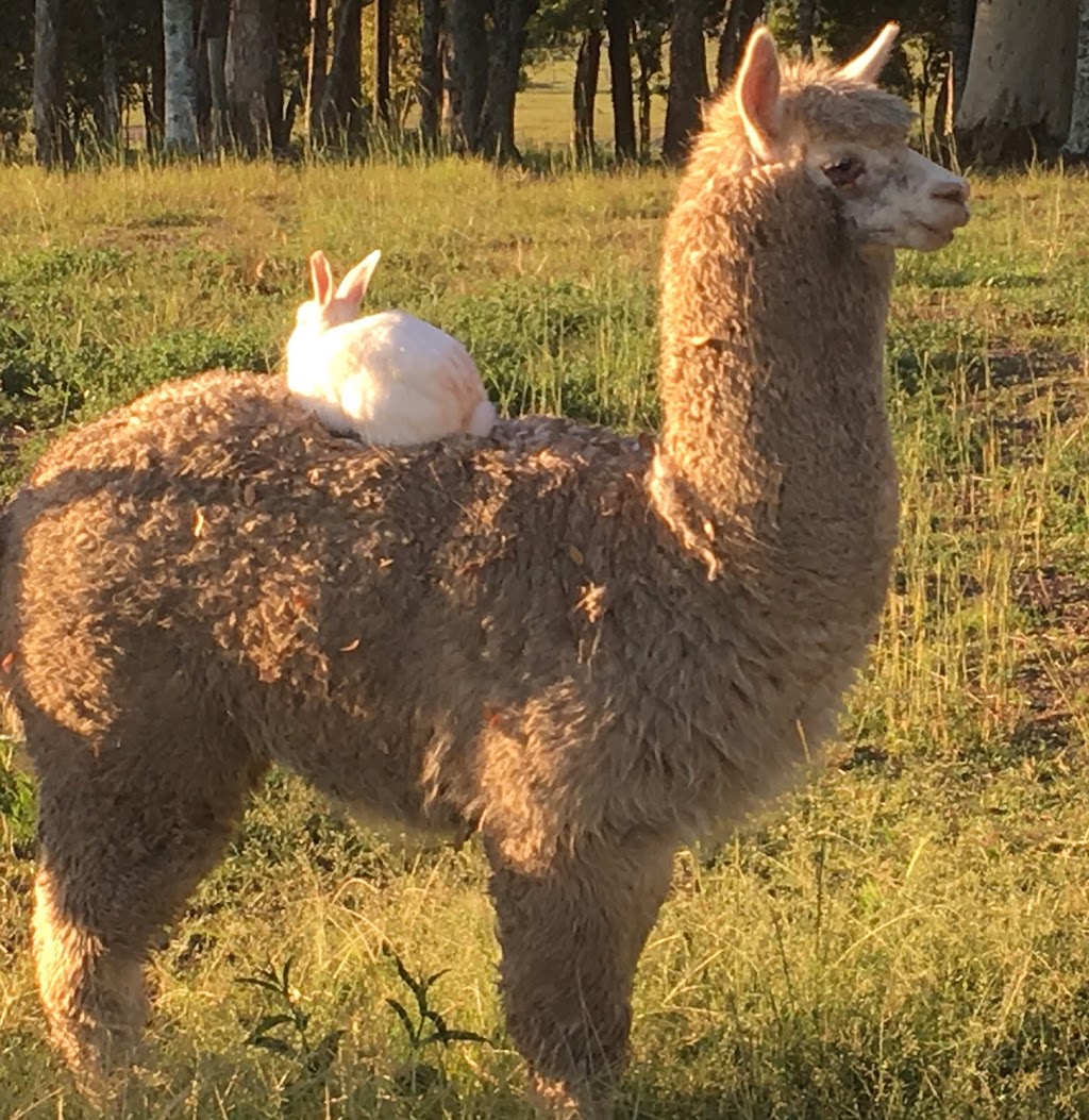 Wahgungurry Alpaca Stud | 2276 Lawrence Rd, Lower Southgate NSW 2460, Australia | Phone: 0419 986 554