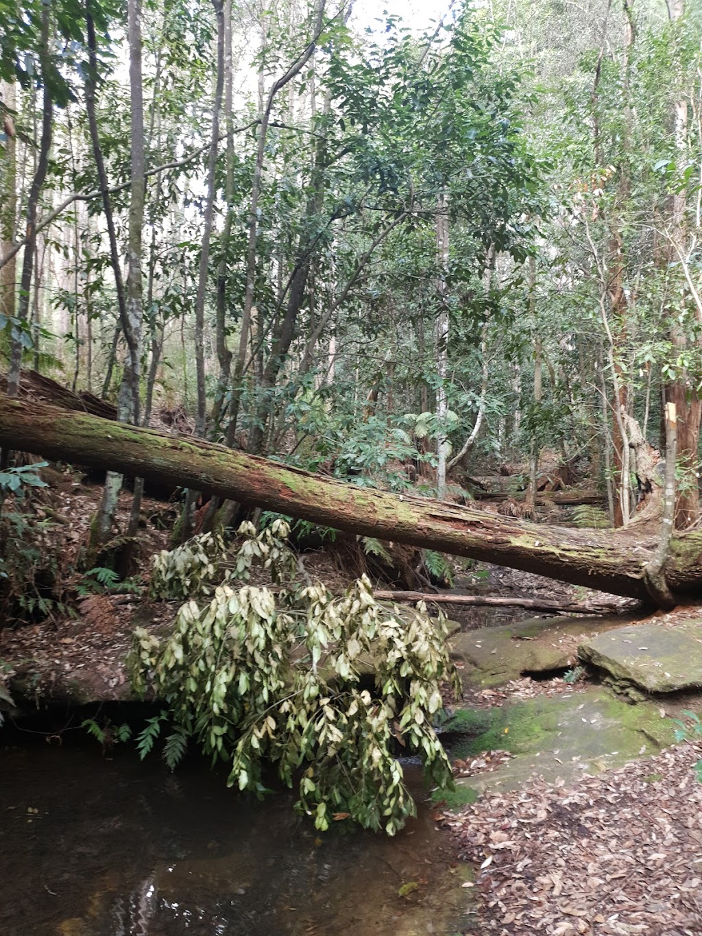 Olney State Forest | Olney NSW 2325, Australia | Phone: (02) 9872 0111