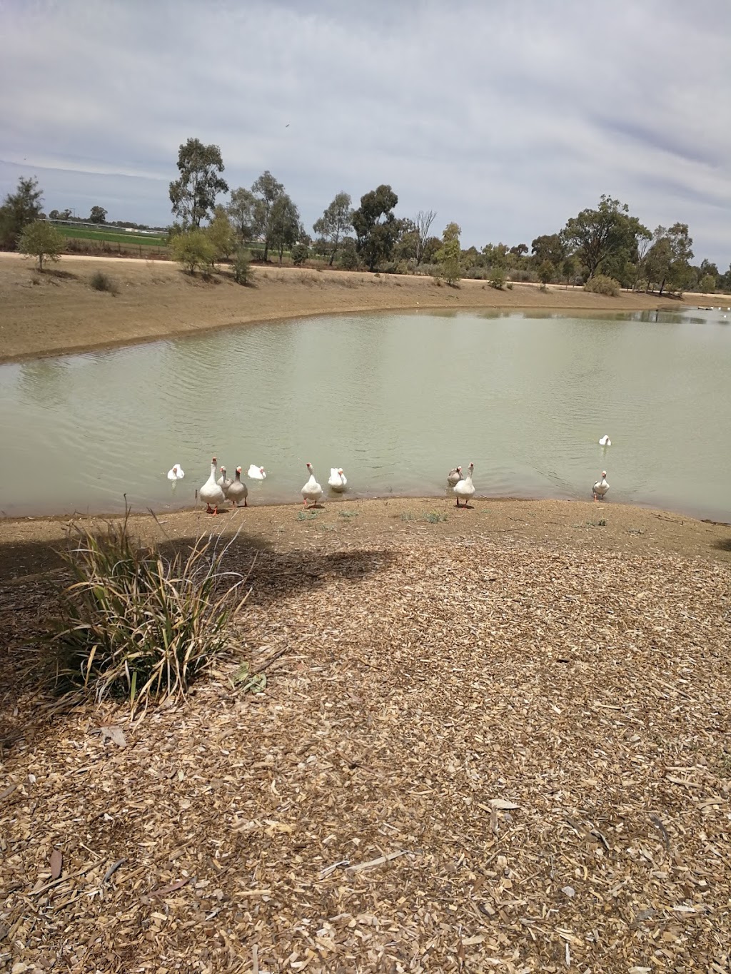 Narromine Wetlands | park | The McGrane Way, Narromine NSW 2821, Australia