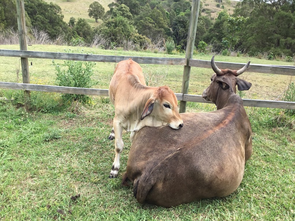 Giulia Guest Rooms | Flying Fox Rd, Beechmont QLD 4275, Australia | Phone: 0422 479 865