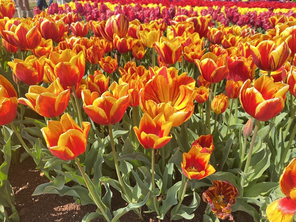 Red Earth Bulbs | 55 Spring Rd, Silvan VIC 3795, Australia | Phone: (03) 9737 9790