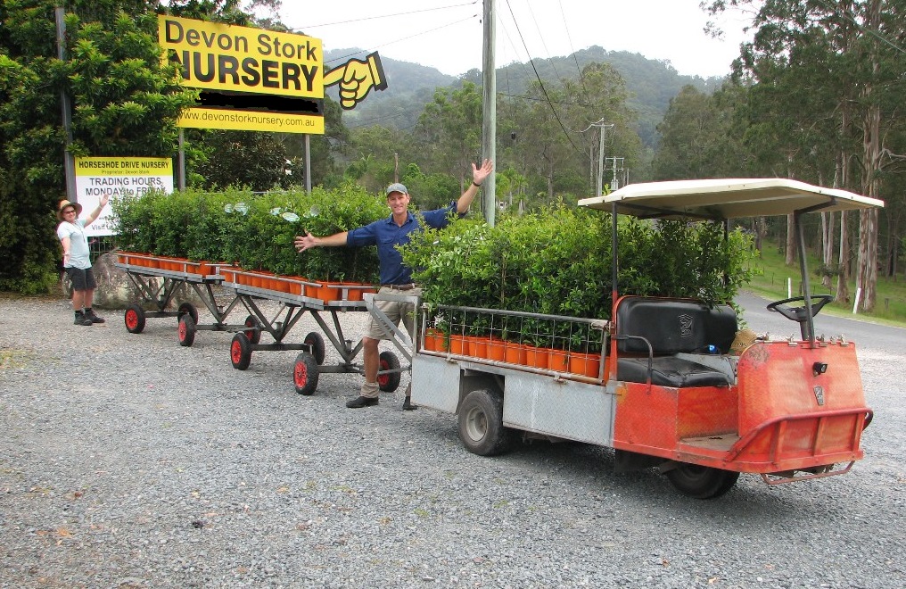 Horseshoe Drive Devon Stork Nursery | 15 Horseshoe Dr, Mudgeeraba QLD 4213, Australia | Phone: (07) 5530 5463