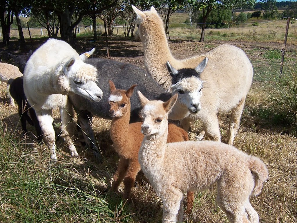 Erragolia Alpacas | food | 181-201 Wendt Rd, Chambers Flat QLD 4133, Australia | 0755463971 OR +61 7 5546 3971