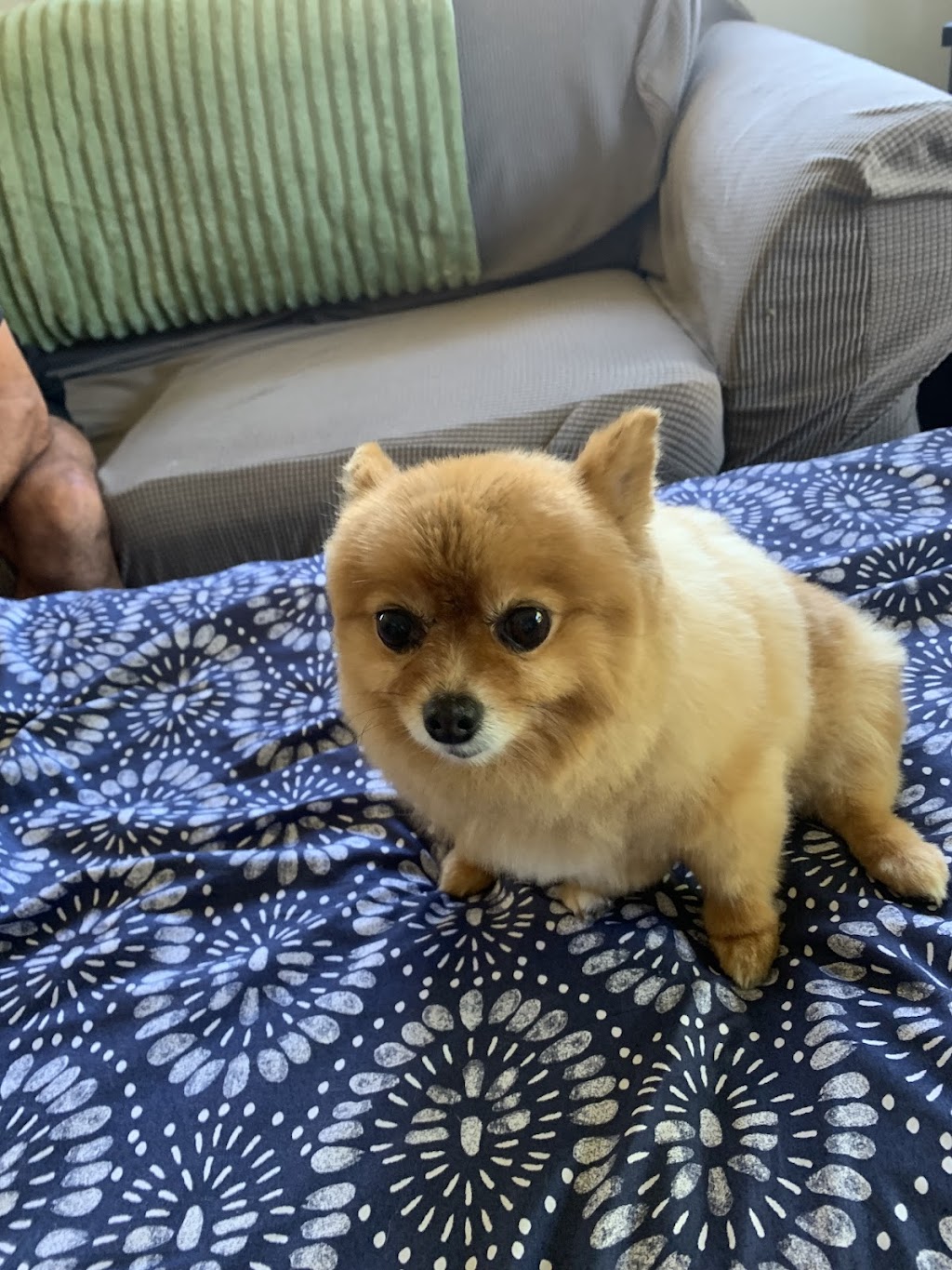 Dog L’amour Grooming | 43 Flinders St, Redbank Plains QLD 4301, Australia | Phone: 0460 588 303