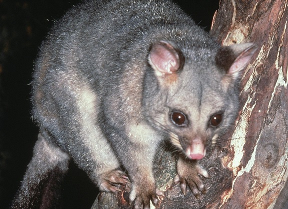 Humane Possum Removal Armstrong Creek | Rutherford Grove, Armstrong Creek VIC 3217, Australia | Phone: (03) 6724 2600