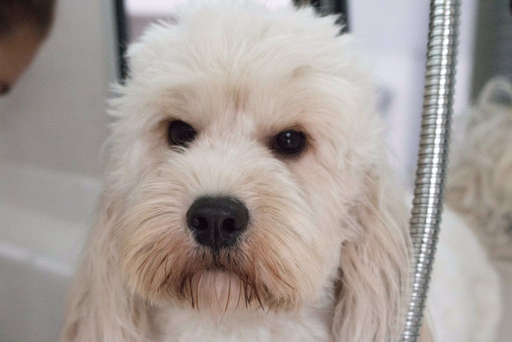 Awesome Pawsome - Mobile Pet Grooming & Wash | 20 Grant St, Hendra QLD 4011, Australia | Phone: 0407 244 515
