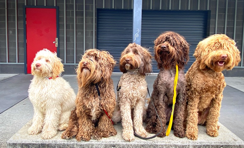 Fur Therapy Australia | Eucalyptus Dr, Banora Point NSW 2486, Australia | Phone: 0418 976 971