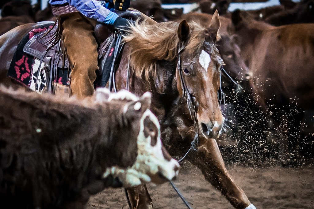 National Cutting Horse Association | 15 Goonan St, Tamworth NSW 2340, Australia | Phone: (02) 6765 9356