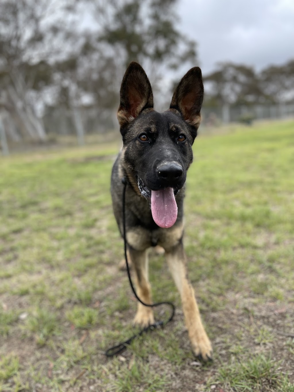BoneGiorno | Canine Enrichment | 487 The Boulevarde, Kirrawee NSW 2232, Australia | Phone: 0405 963 043