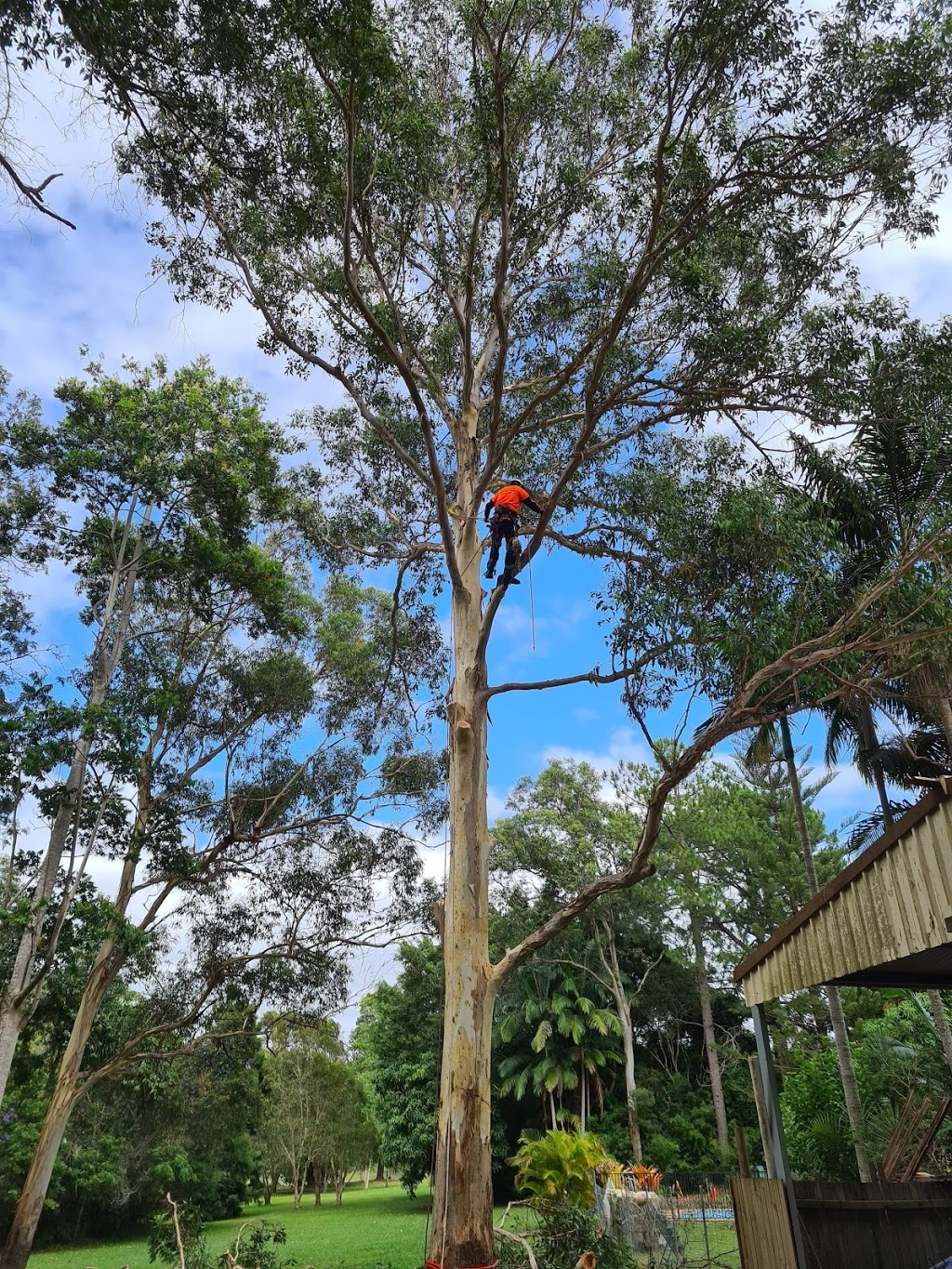 Limb-it-Less Tree Services | Korora Basin Rd, Korora NSW 2450, Australia | Phone: 0447 590 884