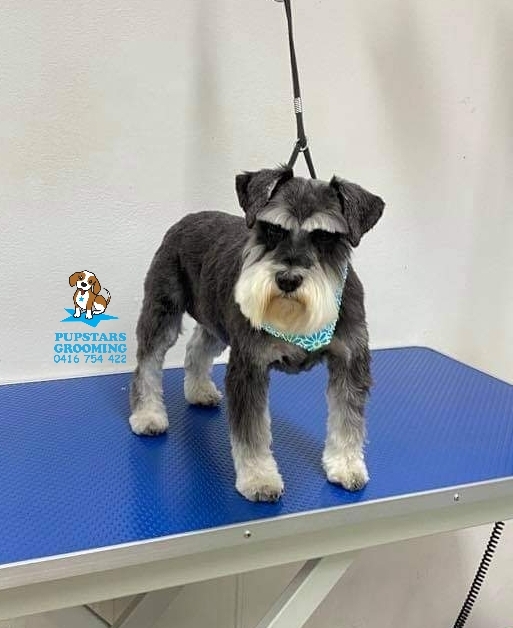 Pupstars grooming | 23/141-151 Allambie Rd, Allambie Heights NSW 2100, Australia | Phone: 0416 208 002