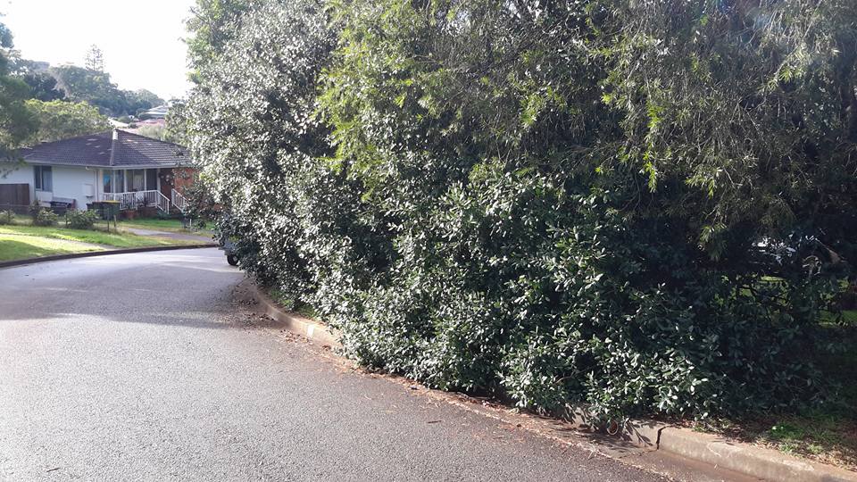 Accomplished Tree Management | 7 Koel Cres, Port Macquarie NSW 2444, Australia | Phone: 0411 443 535