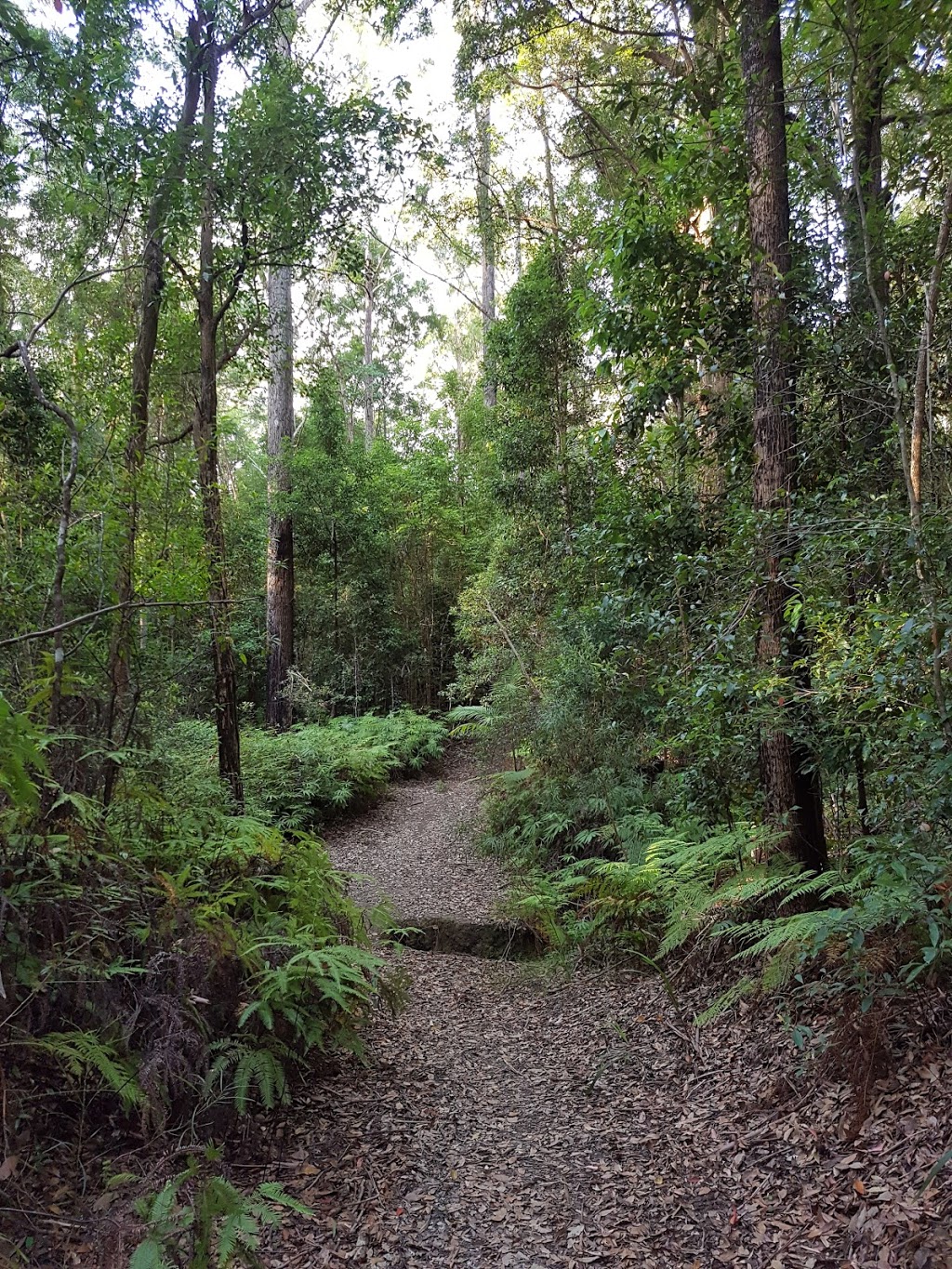 Somerset trail | park | Somerset Walking Track, Mount Byron QLD 4312, Australia