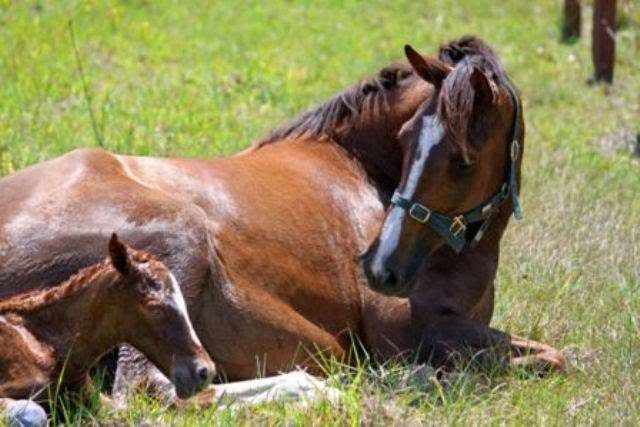 Bellhaven Horse Stud |  | 1296 Eumundi - Kenilworth Rd, Belli Park QLD 4562, Australia | 0438551518 OR +61 438 551 518