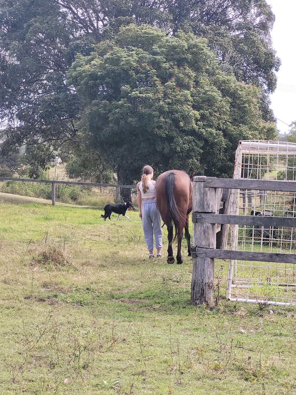 Sabrina Stephens Equine Assisted Therapy | 3434 Kerry Rd, Darlington QLD 4285, Australia | Phone: 0413 760 263