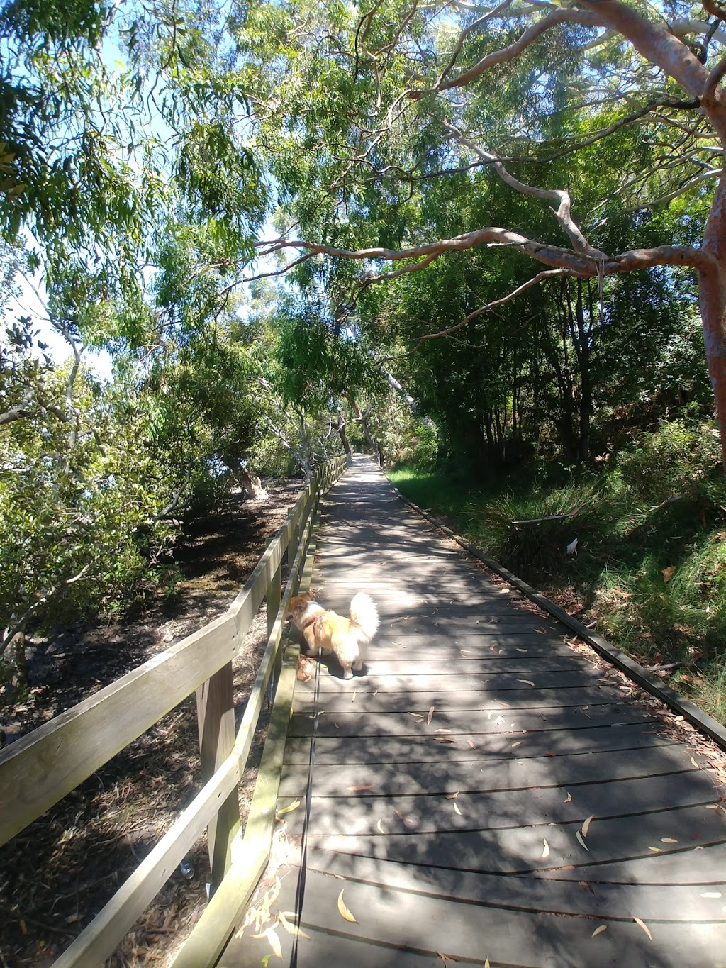 Koala Reserve (Mangrove Boardwalk) | park | 2 Cook Parade, Lemon Tree Passage NSW 2319, Australia | 0249800255 OR +61 2 4980 0255