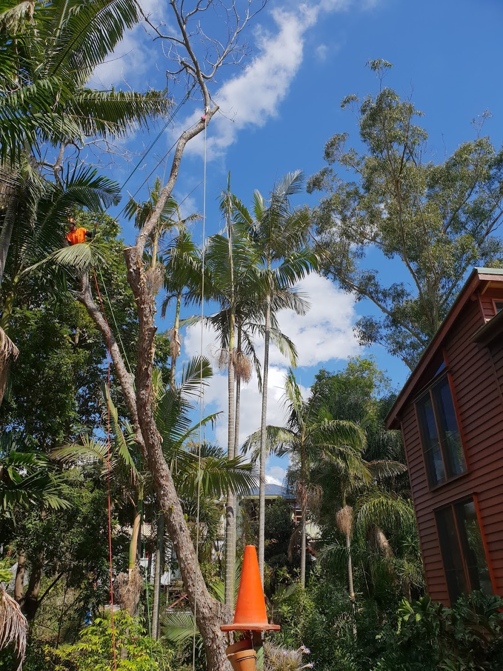 Advance Tree Lopping |  | 85 Waterford Tamborine Rd, Waterford QLD 4133, Australia | 0402209925 OR +61 402 209 925