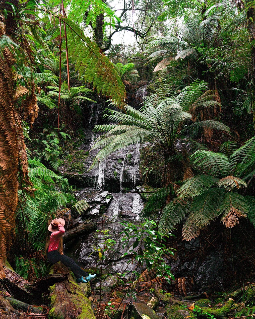 Tarra Bulga Visitor Centre | 1885 Grand Ridge Rd, Balook VIC 3971, Australia | Phone: 13 19 63