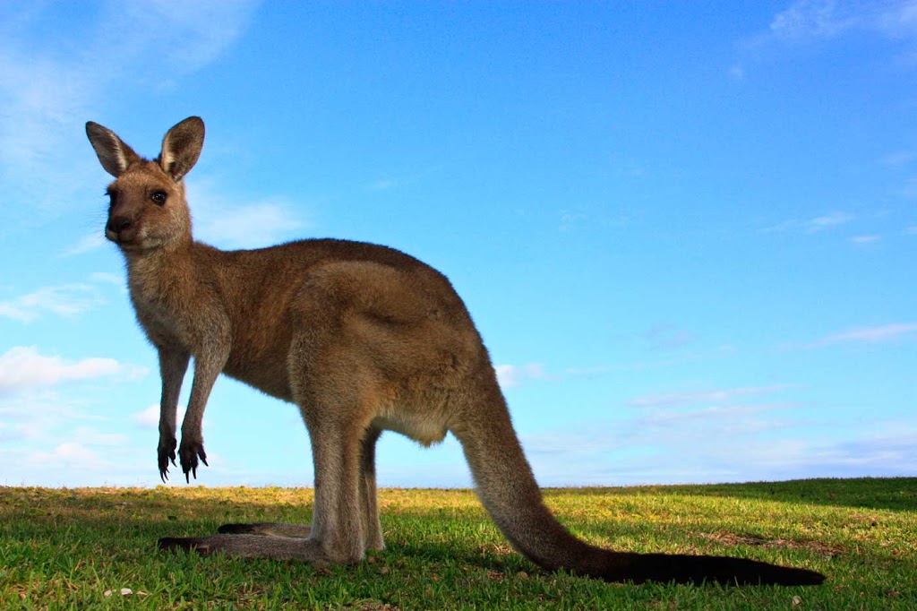 Skippy Down Under Tours | 19 Henry Rd, Morisset Park NSW 2264, Australia | Phone: 0420 561 826