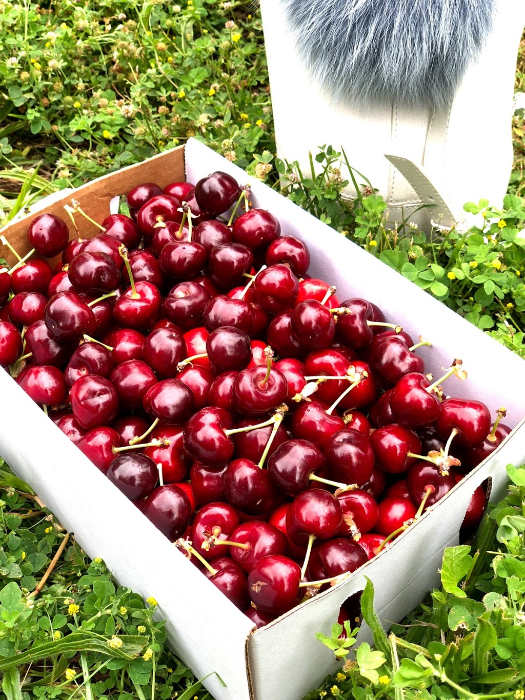 Seville Farm Cherries | 56 Monbulk-Seville Rd, Seville VIC 3139, Australia | Phone: 1300 360 056