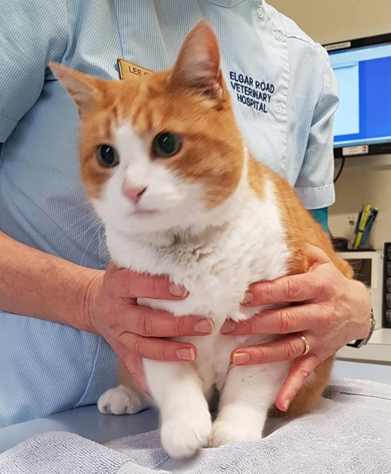 Elgar Road Veterinary Hospital | 590 Elgar Rd, Box Hill North VIC 3129, Australia | Phone: (03) 9899 9518