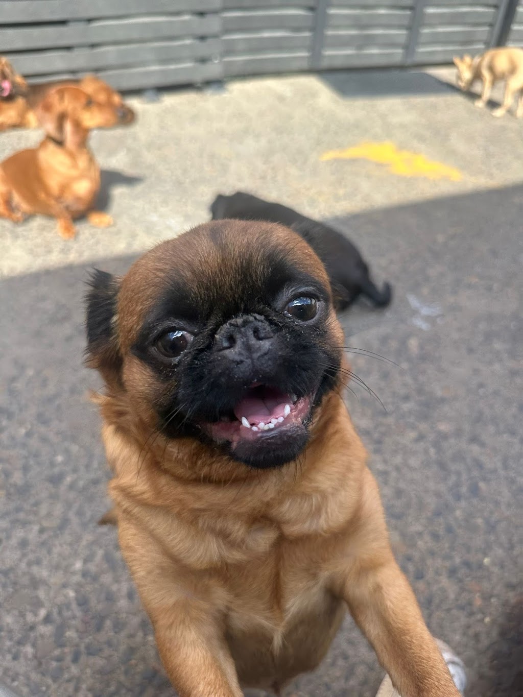 Happy Little Howlers | 23a Luland St, Botany NSW 2019, Australia | Phone: 0452 661 046
