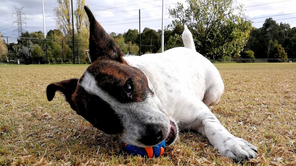 Christopher Walking - Melbourne Dog Walking & Daycare | 23 Hooper Cres, Brunswick West VIC 3055, Australia | Phone: 0476 127 949