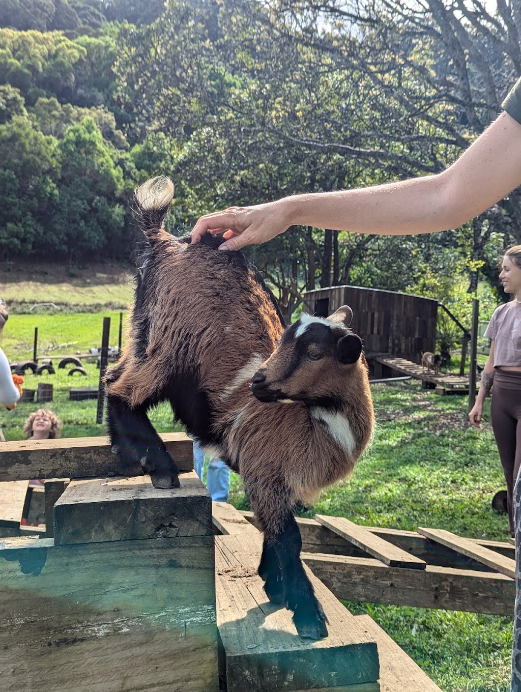 Zendara | 804 Main Arm Rd, Main Arm NSW 2482, Australia | Phone: 0415 998 956