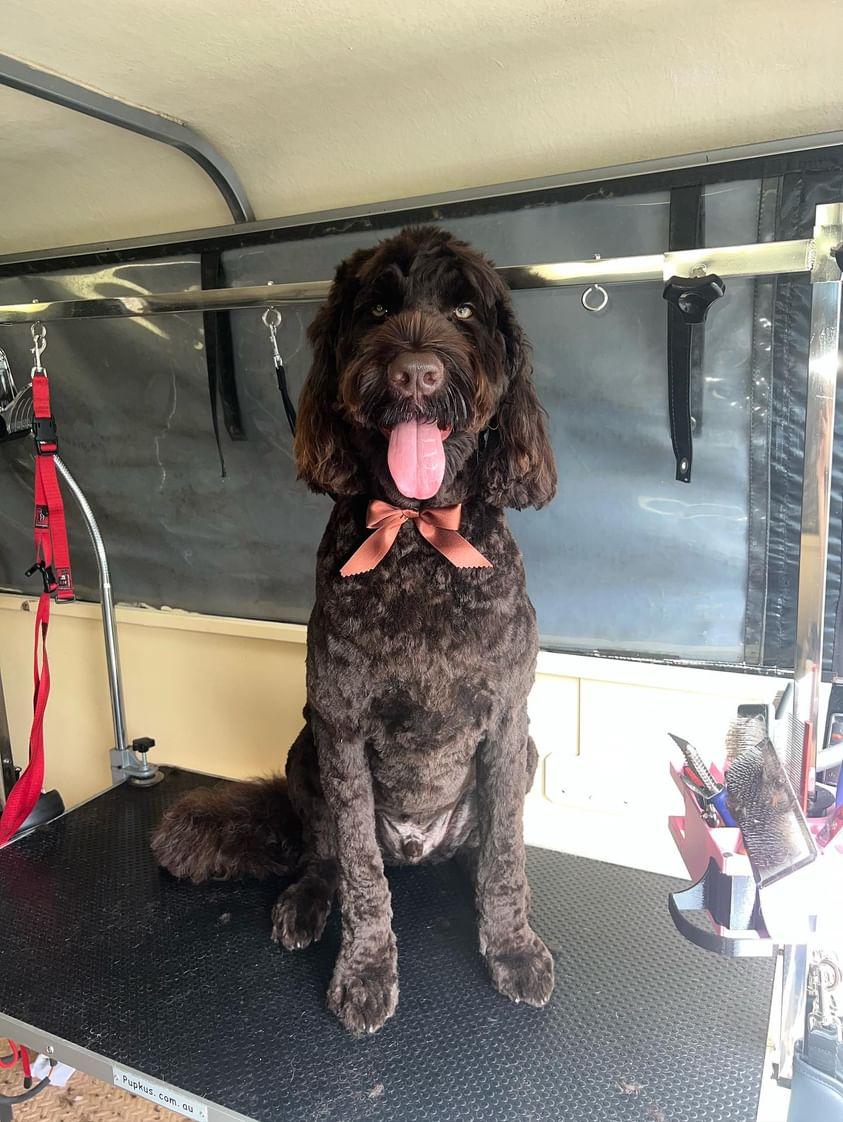 Bark Avenue Dog Grooming | 6 East St, Blakehurst NSW 2221, Australia | Phone: 0423 206 208