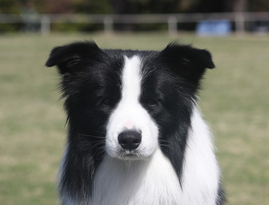 Celtic Heart Border Collies | 38 Nestle Ln, Toogoolawah QLD 4313, Australia | Phone: 0400 018 877